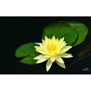 [RẺ VÔ ĐỊCH] Cây hoa súng màu vàng Pinwaree