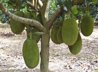 Cây Mít ruột đỏ INDO ( giống chuẩn )
