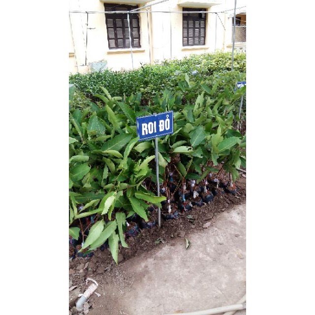 Cây roi đỏ an phuoc