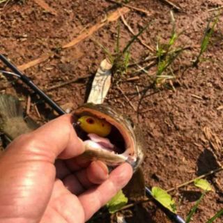 Mồi hơi câu cá HD toadfrog