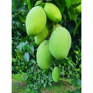 Cấy giống Xoài Keo CamPuchia.