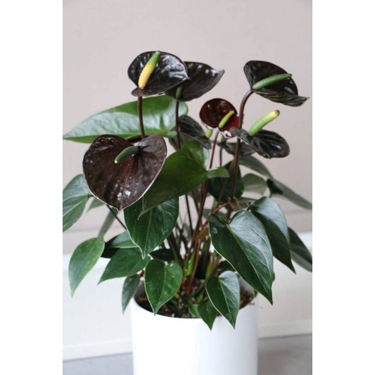 Chậu cứng Anthurium watermaliense- Hồng môn đẹp, độc, lạ
