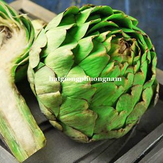 HẠT GIỐNG CÂY ATISO XANH