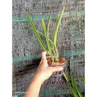 Lan epi tỏi vàng hoa thơm