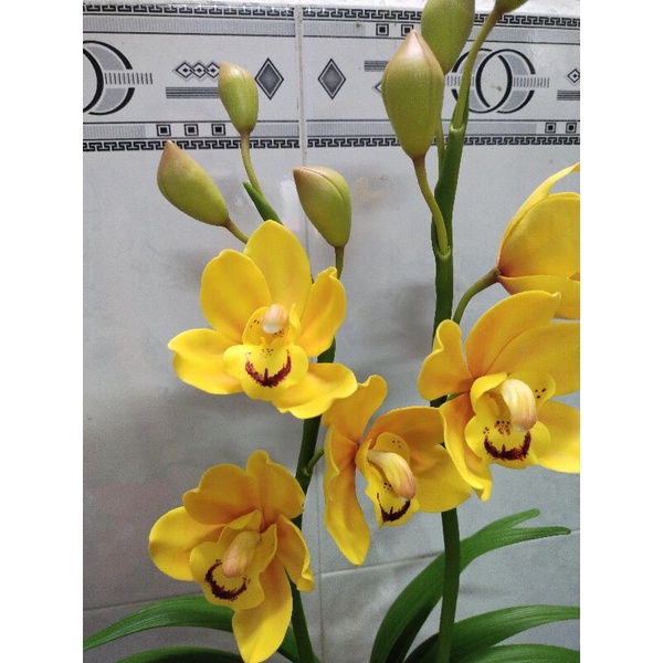 Hoa địa lan đất sét