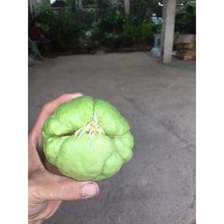 combo 5 củ su su giống