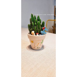 Xương rồng Thanh sơn, Trứng chim