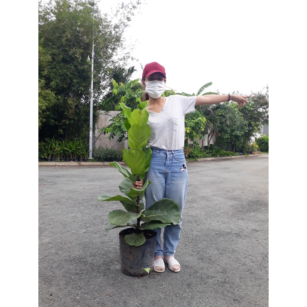 Cây bàng singapore loại 1 nhánh cao 60-80cm