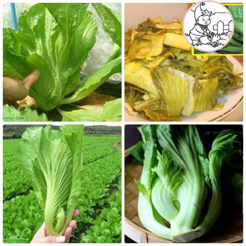 HẠT CẢI BẸ DƯA (TÒA XẠI) - GÓI 10 GRAM