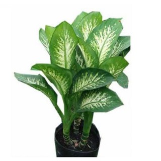 CÂY VẠN NIÊN THANH ( CÓ BẦU ĐẤT )