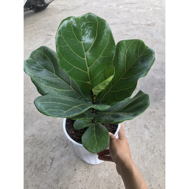 Caykiengsadec cây  bàng Singapore + tặng phân bón - hoa kiểng lá - cây phong thủy - trang trí nội thất