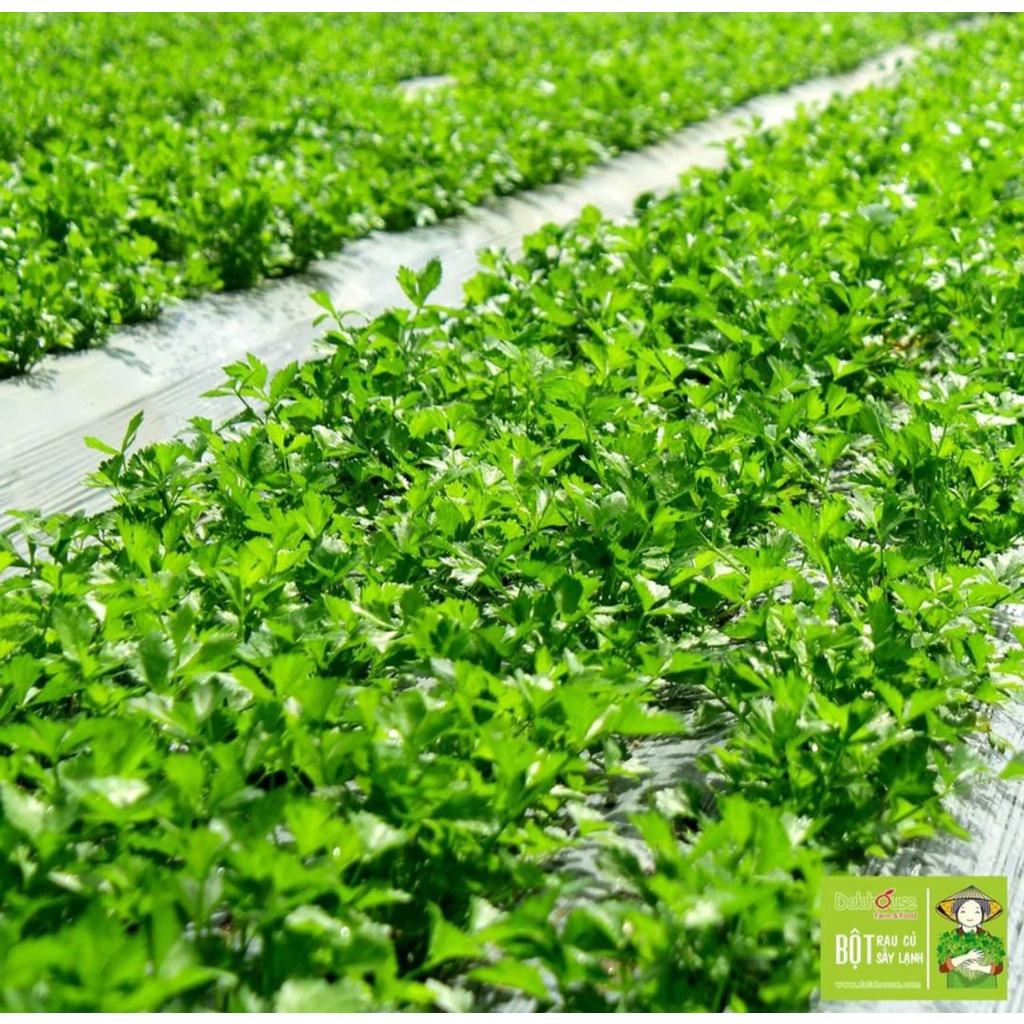 Bột CẦN TÂY Dalahouse sấy lạnh nguyên chất 100% Organic, DATE MỚI NHẤT, Gói 150g