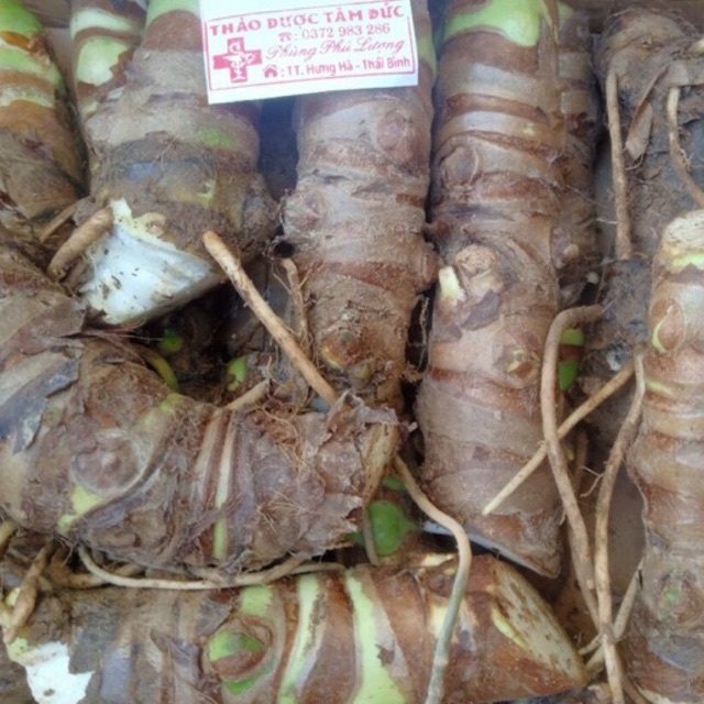 Buôn sỉ 100 củ ráy voi trồng công trình