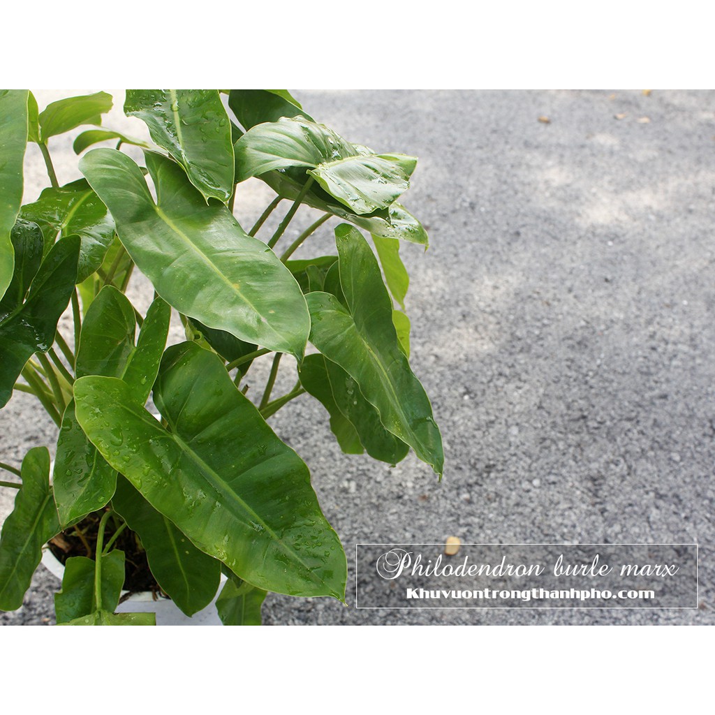 Trầu bà Philodendron burle marx