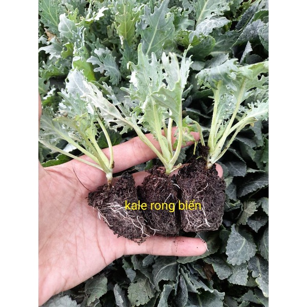 cây giống cải  kale xoăn xanh, cải kale xoăn tím, kale khủng long xanh, kale red rusian (chỉ giao hỏa tốc tp hcm)