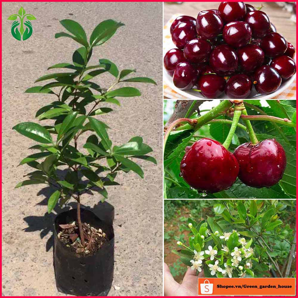 Combo 2 cây cherry Brazil nhiệt đới (anh đào Brazil) cao 60 - 80cm ( ảnh thật )