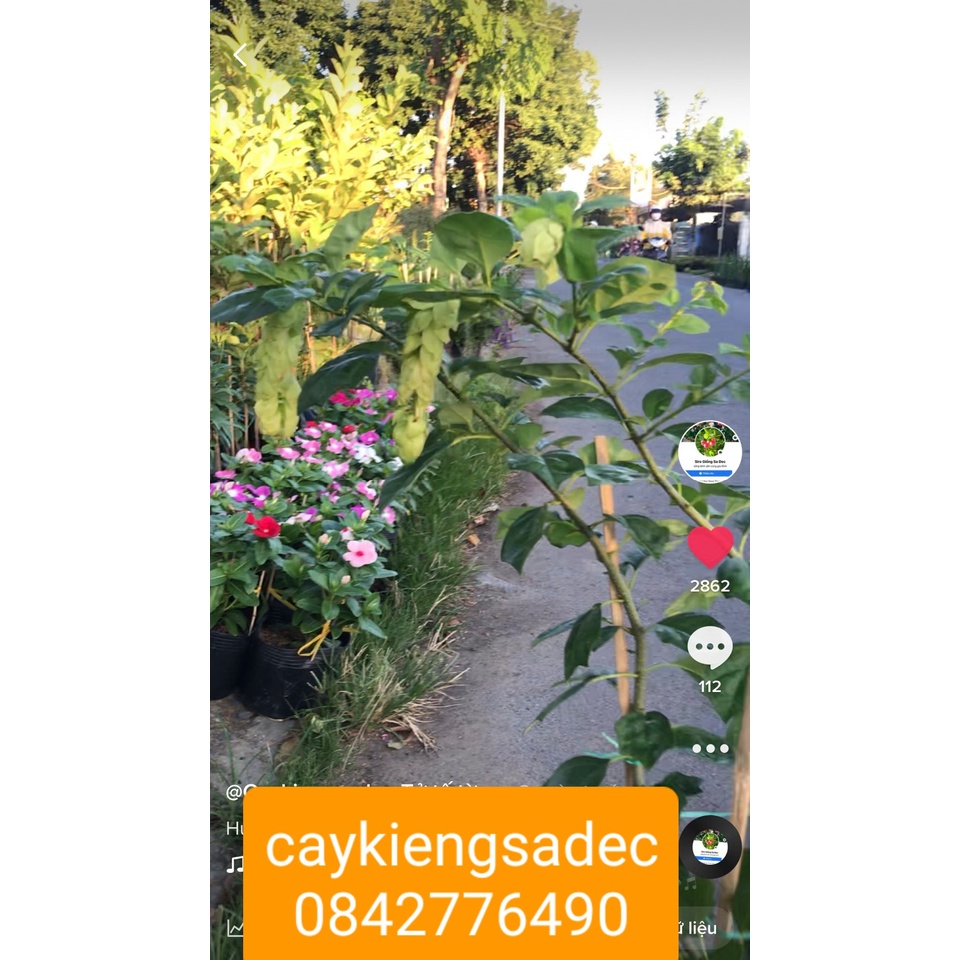Caykiengsadec - Huyền trân công chúa+ tặng phân bón cho cây mau lớn-hoa kiểng lá - trang trí nội thất - cây phong thủy