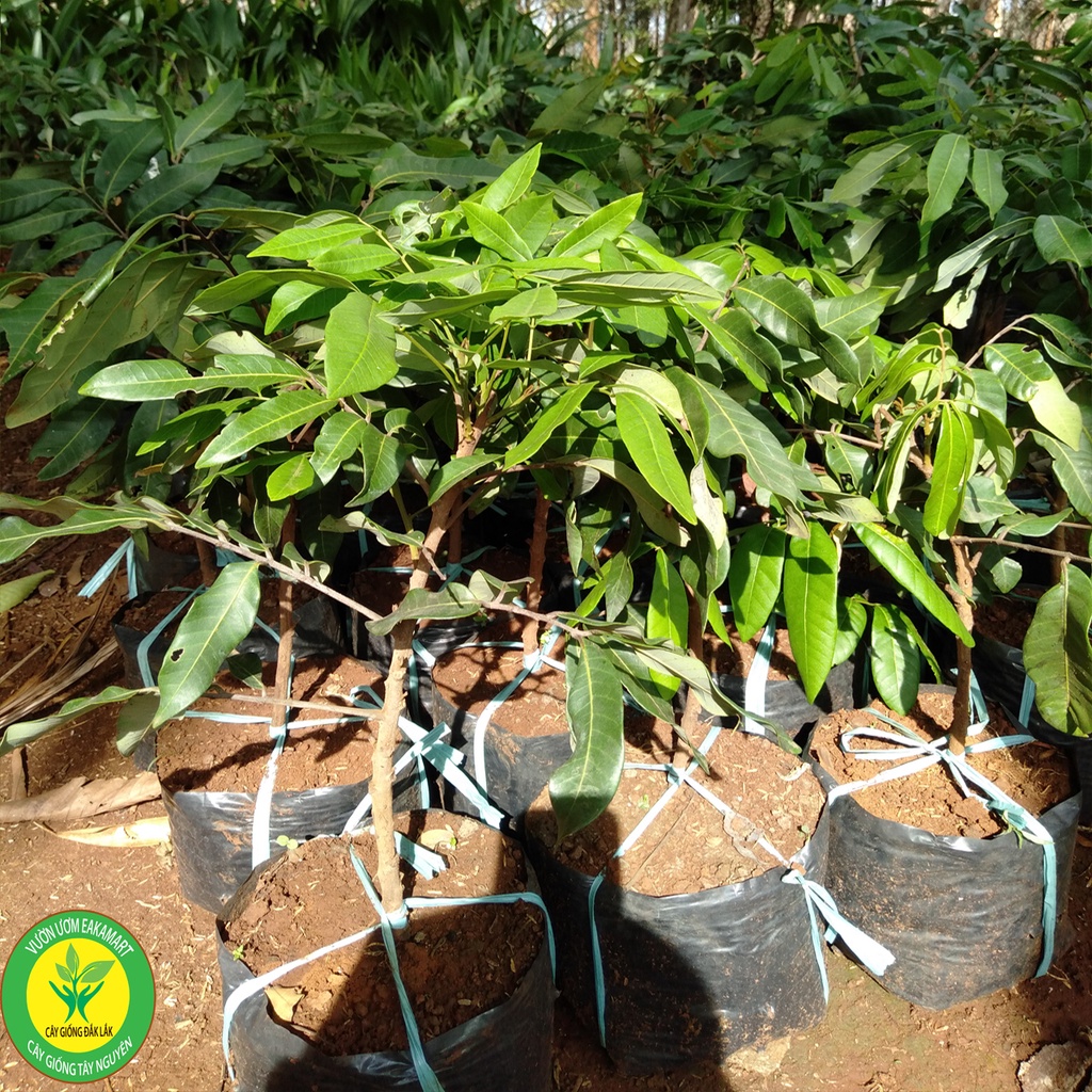 Cây Giống Chôm Chôm Thái Ra TRái Siêu Sơm