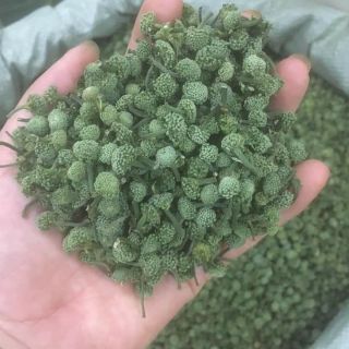 Nụ hoa tam thất sịn