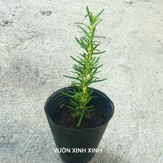 Cây giống Hương thảo đuổi muỗi