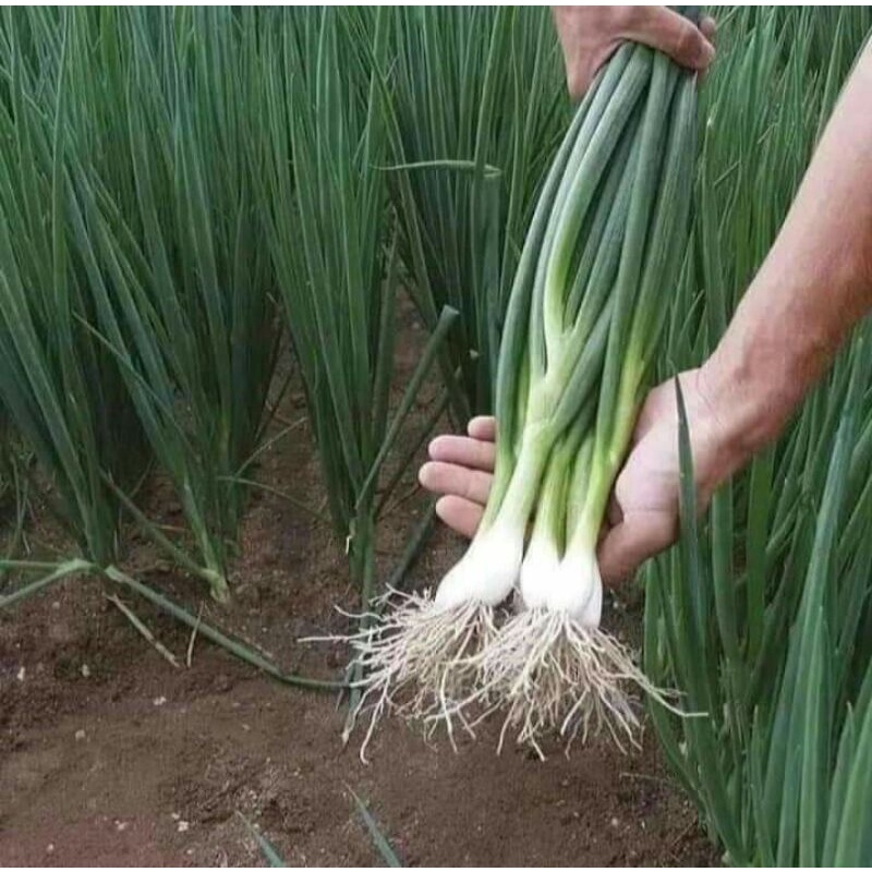Hạt _giống _hành_ lá