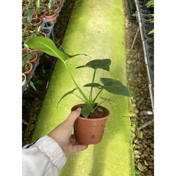 Chậu cứng philodendron geoldii