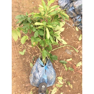 Cây giống hạt dẻ Chestnut Trùng Khánh