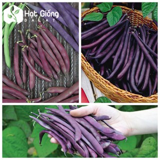 Hạt Giống Đậu Cove Tím - 1 gói 5gr