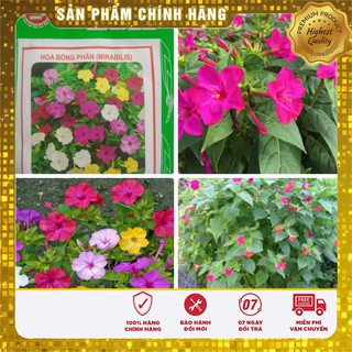 Hạt giống hoa Bông Phấn Nhiều màu (Mirabilis Jalapa)