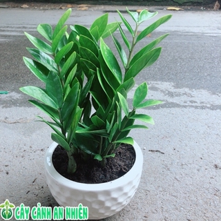 Chậu Kim Tiền