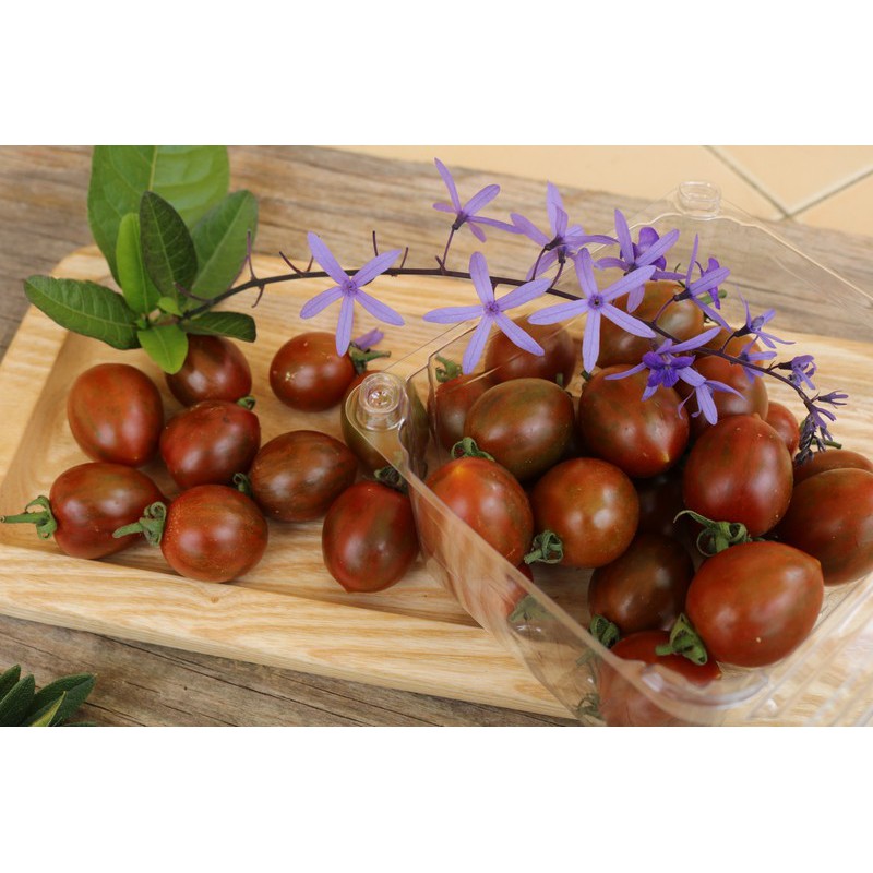 hạt giống cà chua bi đen, cà chua socola sô cô la