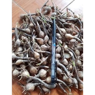 CỦ MẸ HUỆ MƯA VÀNG - 1 CỦ
