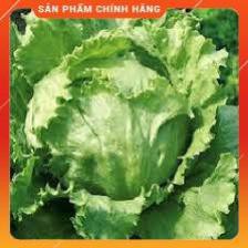 Hạt giống xà lách mỹ gói 0,2gr