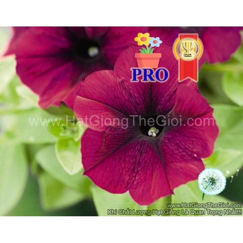 50.HẠT Hạt Giống Hoa Dạ Yến Thảo Rũ Success! TR Đỏ Thẫm (| B27*X62)