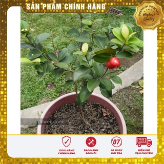 Hạt Giống Quả Cherry(Anh Đào)10 hạt