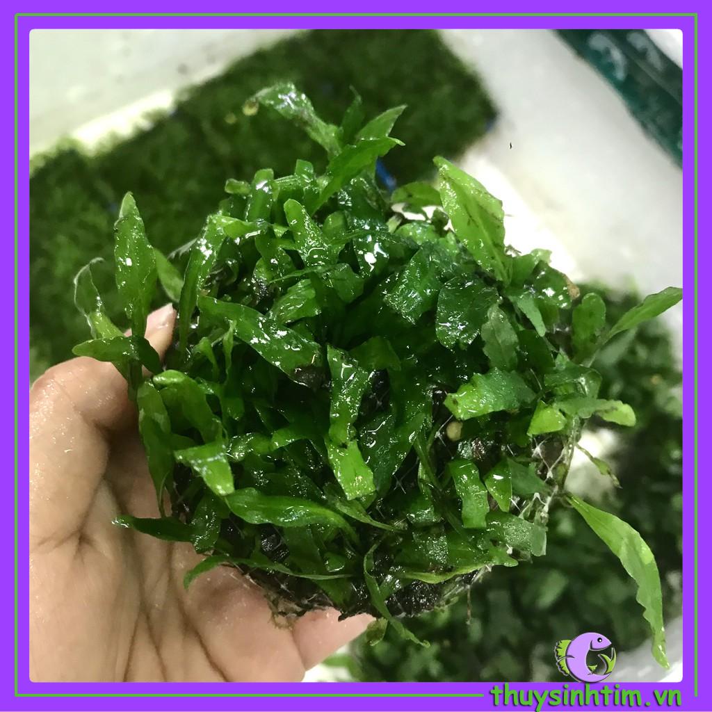 Dương Xỉ Lá Hẹp - Cây Thủy Sinh