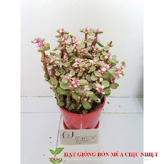 HẠT GIIỐNG 10 HẠT SEN ĐÁ ANH ĐÀO