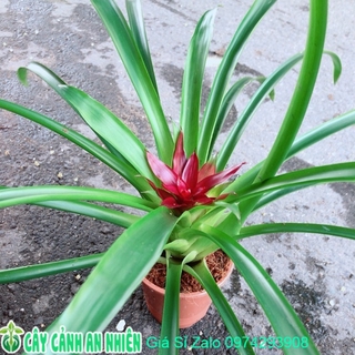 Cây phát lộc hoa màu đỏ