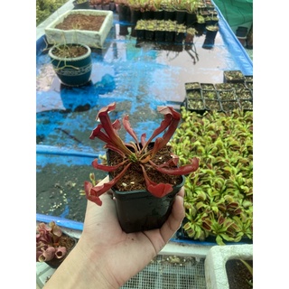 cây hố bẫy sarracenia