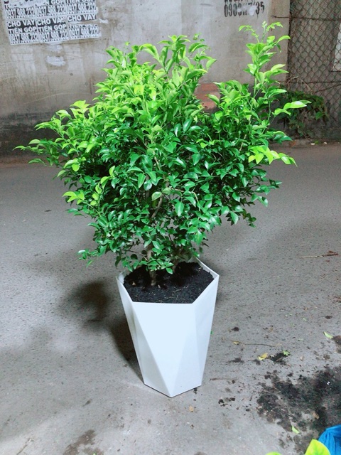 Chậu Cây Nguyệt Quế Size Lớn