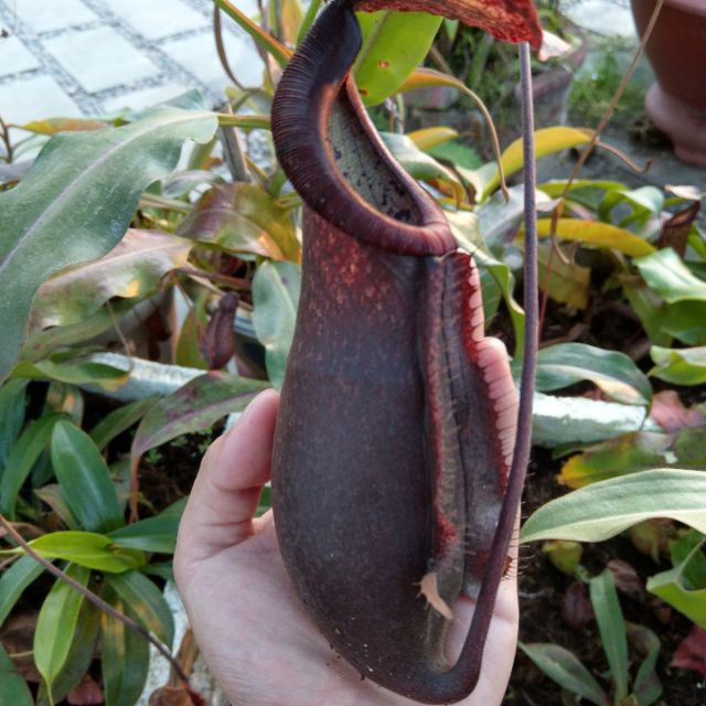 Cây nắp ấm (thorelii x rafflesiana) x boschiana clone 1