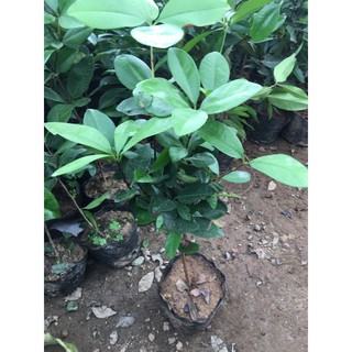 Cây giống chery lùn 10 cây