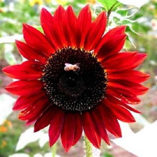 30 hạt giống hoa hướng dương đỏ