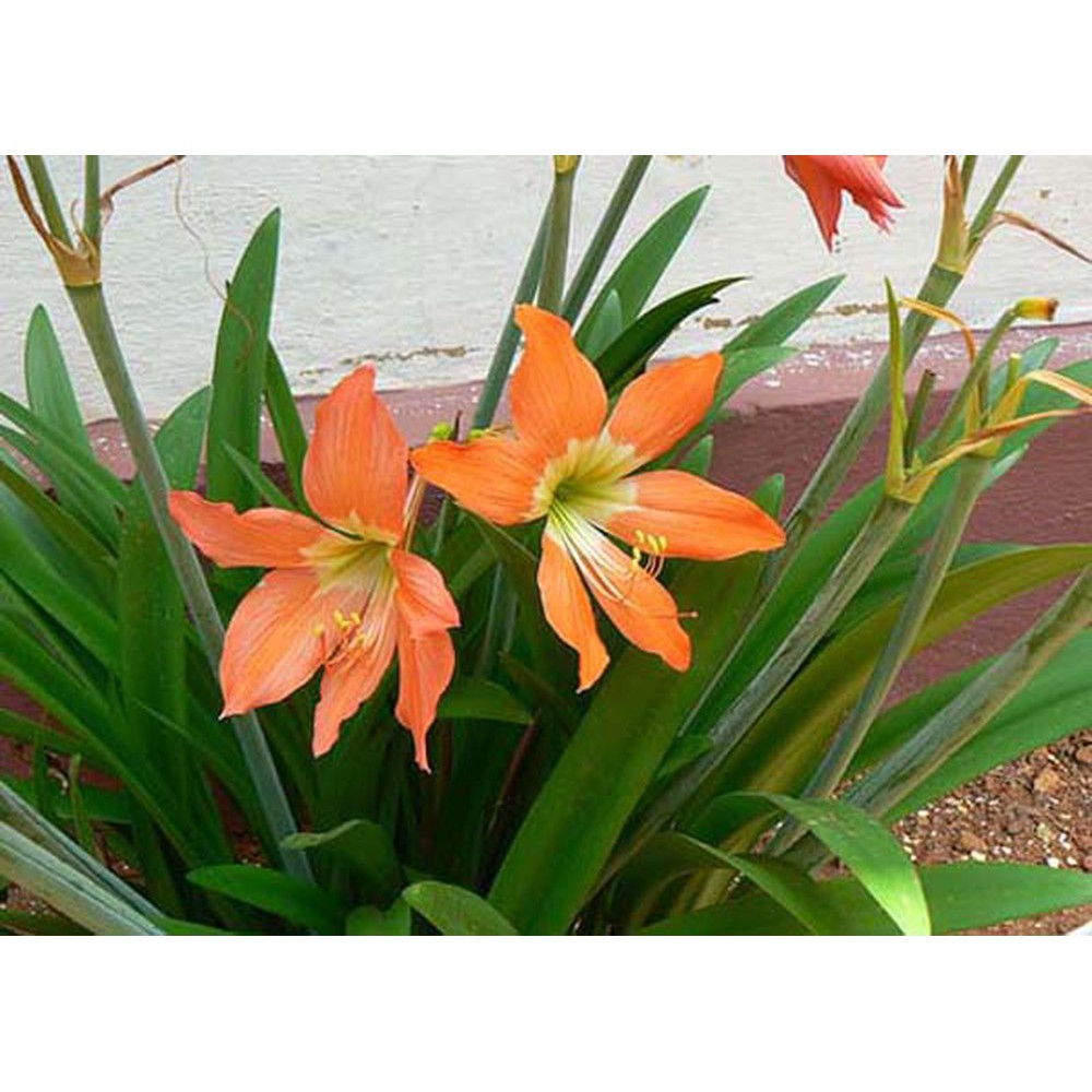 CỦ LAN HUỆ CAM DẠI CỰC KUTE  - 1 CỦ