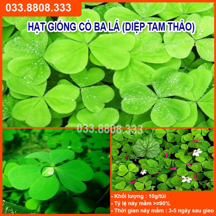Hạt Giống Cỏ May Mắn ( Cỏ ba lá ) 50gram -  Cỏ trang trí sân vườn