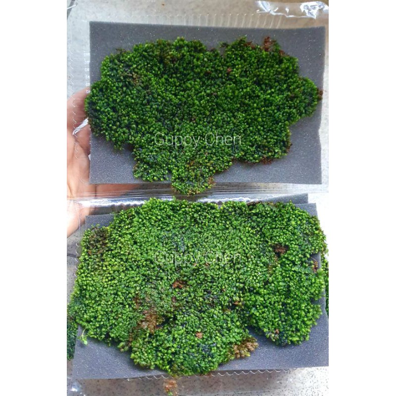 Rêu minifiss trang trí hồ thủy sinh