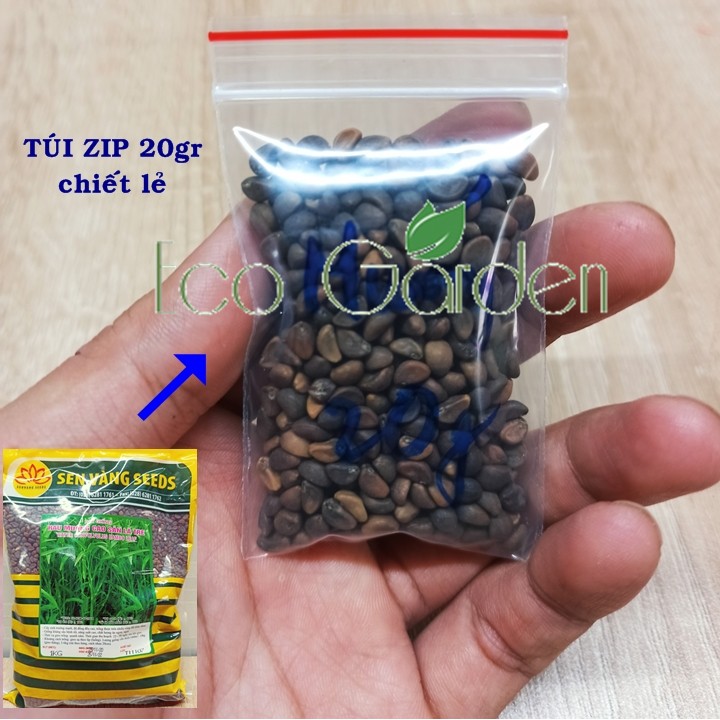 Hạt giống rau muống lá tre