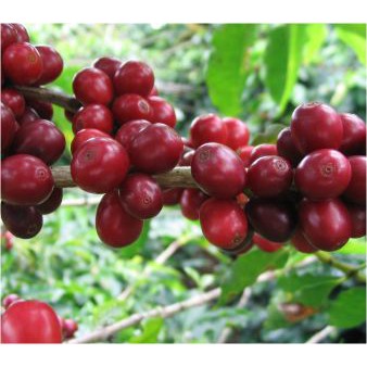 [FreeShip – Hàng Loại 1] 1 Kg Cafe Arabica nguyên chất 100% rang xay mộc/Bơ | BigBuy360 - bigbuy360.vn