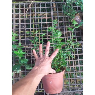 cúc làm trà (cúc cổ, cúc kim, cúc chi, cúc bạch)- Chậu to