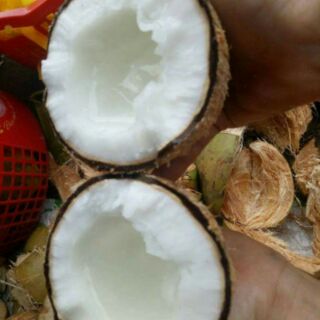 Dừa sáp cầu kè